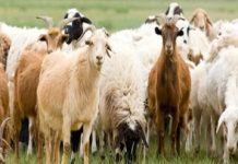 ΕΕ: Όλα τα μέτρα και οι περιορισμοί για την ευλογιά των αιγοπροβάτων θα αρθούν μόλις η Ελλάδα αποδείξει ότι ο ιός έχει σταματήσει να κυκλοφορεί