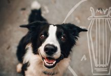 Δεν αστειεύεται στην εφαρμογή του νόμου για τα ζώα συντροφιάς ο Δήμος Μυτιλήνης