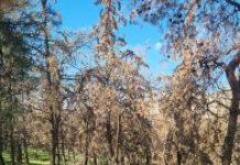 Σακατεμένο το πευκοδάσος του Αγ. Φίλιππα στη Νίκαια