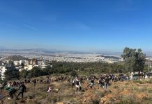 Μαζικότατη η εθελοντική δενδροφύτευση του Δήμου Βύρωνα, στον Υμηττό