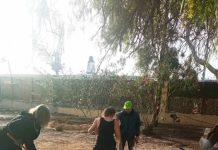 Ελιές φυτεύει ο Δήμος Περάματος