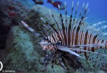 Πάνω από 1000 ξενικά είδη έχουν εισέλθει στη Μεσόγειο-Μέσα σε μόλις μία γενιά