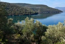 Στη Μυτλήνη Διεθνές Συνέδριο & Φεστιβάλ για την Ελιά