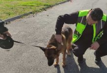 Δεκάδες έλεγχοι στη Θεσσαλονίκη για τα Ζώα Συντροφιάς από τη Δημοτική Αστυνομία