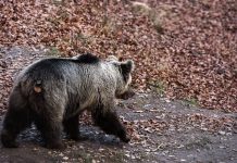 Aρκούδα κοντά σε κατοικημένες περιοχές του Ωραιοκάστρου