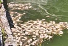 Περισυνέλλεξαν τα νεκρά ψάρια από τη Παμβώτιδα