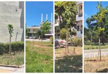 Αδιάλειπτα οι δεντροφυτεύσεις στην Πεύκη από τη Δημοτική Αρχή Ψυχάλη