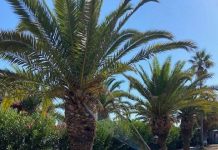 Καταπολεμά το κόκκινο σκαθάρι των φοινίκων το Ρέθυμνο