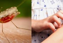Μετά το κρούσμα Δυτ. Νείλου , ξεκίνησε εκτεταμένους ψεκασμούς ο Δήμος Αγ. Δημητρίου