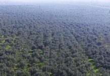 «Δεν ξέρει, δεν άκουσε» για το στραγγαλισμό σε βάρος των ελαιοπαραγωγών η Κομισιόν και για μονοπώλια