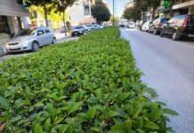 Ομορφαίνοντας τα Τρίκαλα με τη χειμωνιάτικη «πράσινη» διακόσμηση